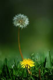 Pin By Celeste Turner On Untitled Dandelion Dandelion Flower Wild Flowers