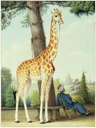 Pour effectuer une réservation de visite ou d'atelier. Zarafa The First Giraffe To Be Seen In France Paris S Jardin Des Plantes Which Opened On This Day In 1793 Was Zarafa S Home For 18 Ye Giraffe Animals Egypt