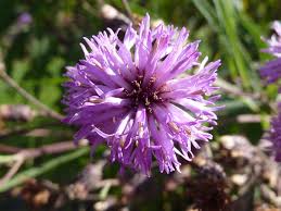 Image result for Dewildemania filifolia