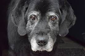 Maybe you would like to learn more about one of these? Denver Pet Euthanasia Downtown Animal Care Center