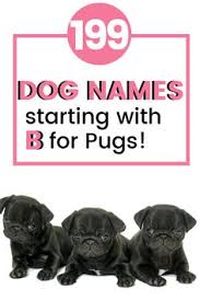 Most dogs do best with a name that is short, generally only one or two syllables long. 11 Pug Names Ideas Pug Names Cute Pugs Dog Names