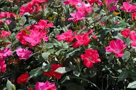 Although the mccartney rose, chrysler imperial and jude the obscure are all quite fragrant. How To Grow Roses From Seed Csmonitor Com