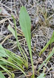 Image result for Solidago simplex