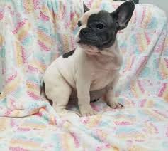 Black White And Brown French Bulldog Pie White Blue Female French Bulldog From Bulgaria French Bulldog Bulldog French Bulldog For Sale