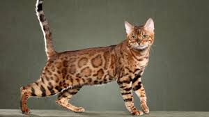 Selamat datang di toko kami1487721320diperkaya nutrisi untuk menjaga pertumbuhan otot kucing bengal. 5 Kucing Termahal Di Dunia Capai Rp 692 Juta Per Ekor Metropolitan Id