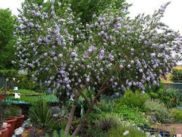 Image result for Psoralea