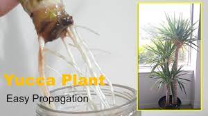 Wait and watch as your roots grow! How To Easy Propagate Yucca Plant In Water Grow Cutting Youtube