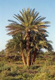 Check spelling or type a new query. Date Palm Origins And Development Springerlink