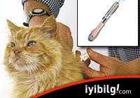 Cip Li Hayvanlar Oluyor