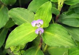 Image result for Commelina