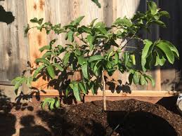 Maybe you would like to learn more about one of these? Indian White Guava Pictures Growing Fruit