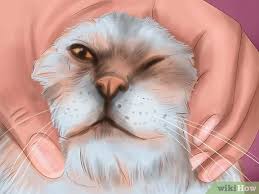 4 Ways To Deworm Cats Wikihow Pet