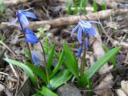 Image result for Scilla benguellensis