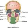 Long, projecting part of the nasal bone. Https Encrypted Tbn0 Gstatic Com Images Q Tbn And9gcq Yhzkvtpokkzyfqu8gmc0msuzscfkxc4jrox0corcwyk5f86a Usqp Cau