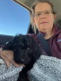 Golden doodle puppy gotcha day and sleep deprivation