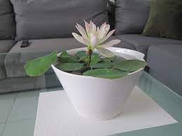 Its beauty lies in its purity, because this there's even a hardy species of lotus, scientifically named nelumbo komavorii, which can be found in vladivostok, russia. Micro Lotus Bergen Water Gardens Lotus Paradise Indoor Water Garden Small Water Gardens Plants