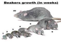 Get info on dragon pest control. 23 Pest Control Houston Ideas Pest Control Pests Control