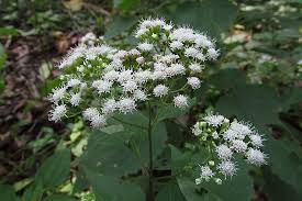 Image result for Ageratinastrum