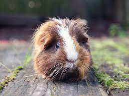 What To Know Before Getting A Pet Guinea Pig