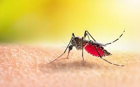 Image result for Malaria