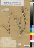 Image result for Cystostemon hispidissimus