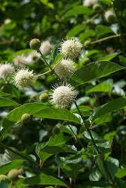 Image result for Cephalanthus