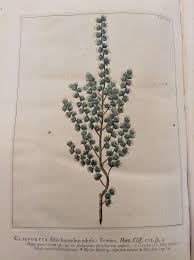 Image result for Cliffortia