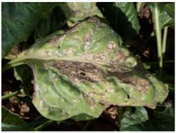 Maybe you would like to learn more about one of these? Determination Of Sugar Beet Leaf Spot Disease Level Cercospora Beticola Sacc With Image Processing Technique By Using Drone