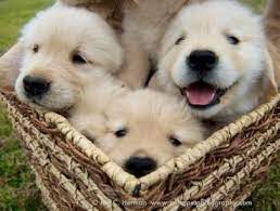 Their dogs are part of the family. Austin Texas Golden Retriever Breeder Golden Retriever Golden Retriever Breeder Retriever Puppy