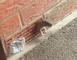 How can i use this image? Super Rats Up To 20 Inches Long Are Invading British Homes Via Toilets And Drainpipes Is Your House At Risk