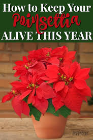 Using the season's favorite flower. How To Keep A Poinsettia Alive Year Round Get It To Bloom Again