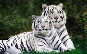 Beautiful White Tigers Glossy Poster Picture Photo Cool Cute Wild Cat 2122 Wild Animal Wallpaper Tiger Pictures White Tiger