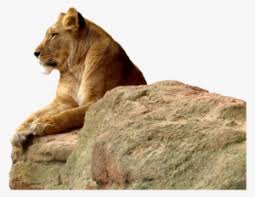 Lioness Png Transparent Lioness Png Image Free Download Pngkey Lioness png images 49 results. lioness png transparent lioness png