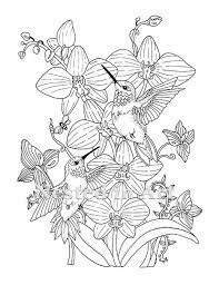 All hummingbird coloring pages can be downloaded or printed for free. Adult Coloring Page Hummingbirds And Orchids Digital Etsy