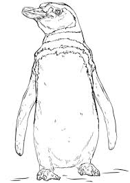 Ausmalbild Humboldt Pinguin Ausmalbilder Kostenlos Zum