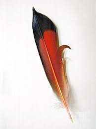 Bird Without Tail Feathers Northern Flicker Tail Feather By Sean Griffin Feather Identification Feather Painting Feather Photography