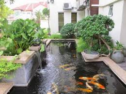 Ikan Koi Lumut Di Kolam Ikan Koi Jangan Dibersihkan