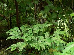 Image result for Tacca leontopetaloides