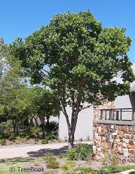 Image result for Syzygium cordatum