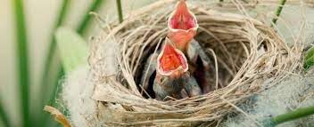 Seeing baby birds on their own is perfectly normal, so there's no need to be worried. Foster Care Of Orphan Wild Baby Birds