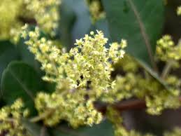 Image result for Searsia natalensis