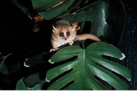 Image result for Microcharis