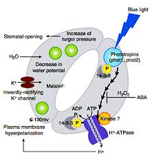 Blue Light Induces A Distinct Starch Degradation Pathway In Guard Cells For Stomatal  Opening: Current Biology