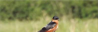 Image result for Dissotis anchietae