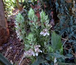 Image result for Justicia betonica