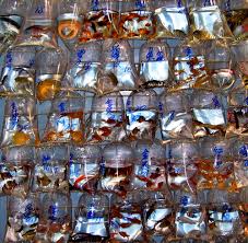 But the most expensive bettas are typically not found in pet stores. Buying Bettas From A Breeder Fish Care