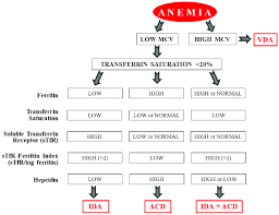 Characteristics Of The Different Types Of Anemia Associated With Celiac Download Scientific Diagram
