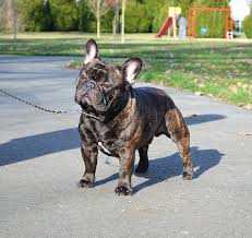 Those who intentionally breed disqualification (dq) colors in french bulldogs are motivated only to make money. Foz E Bear Amberbull French Bulldogs Vancouver Bc Amberbull French Bulldogs Vancouver Bc