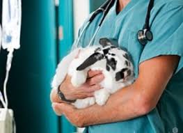 Cuáles son las tareas fundamentales de los profesionales. Dia Del Medico Veterinario Archives Calendario Civico Escolar