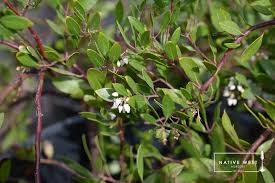 Image result for Macrotyloma densiflorum